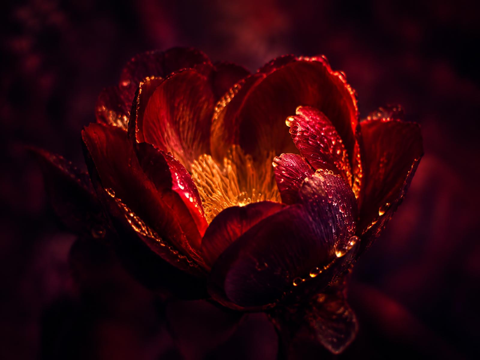 A deep red flower opening in darkness, lit from within by golden light